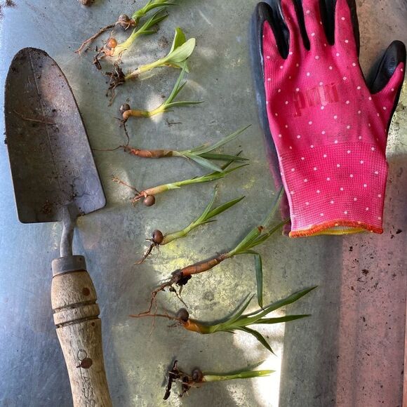 Dragon’s Blood Seedlings 🌱 and Seeds - Picture 3 of 7